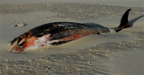 Witsnuitdolfijn, gestrand op 10 december 2006 op De Hors bij Texel